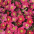 Saxifraga x arendsii 'Alpino Early Rose'.png