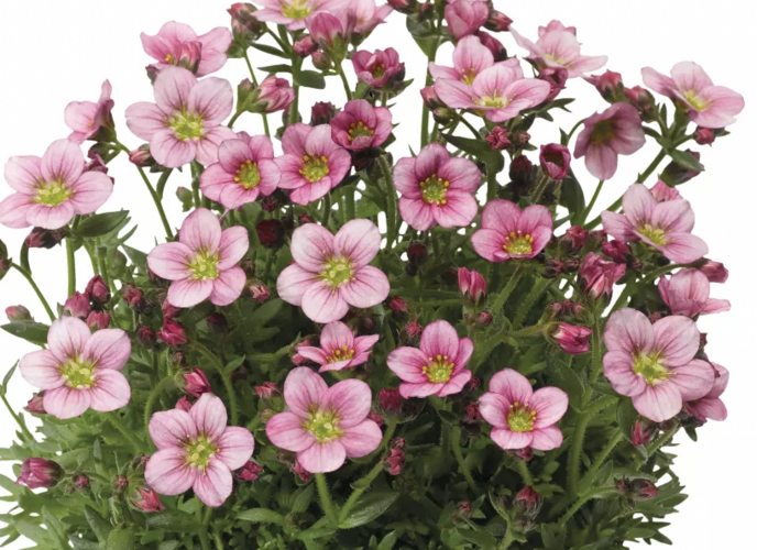 Lomikámen arendsův 'Alpino Pink' - Saxifraga x arendsii 'Alpino Pink'