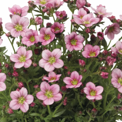 Lomikámen arendsův 'Alpino Pink' - Saxifraga x arendsii 'Alpino Pink'