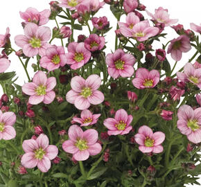 Lomikámen arendsův 'Alpino Pink'