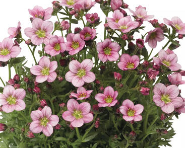 Lomikámen arendsův 'Alpino Pink'