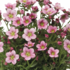 Saxifraga x arendsii 'Alpino Pink'.png