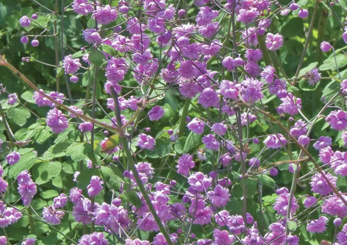 Žluťucha Delavayova 'Hewitt's Double' - Thalictrum delavayi 'Hewitt's Double'