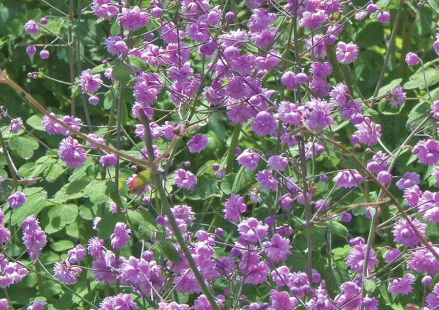 Žluťucha Delavayova 'Hewitt's Double' - Thalictrum delavayi 'Hewitt's Double'