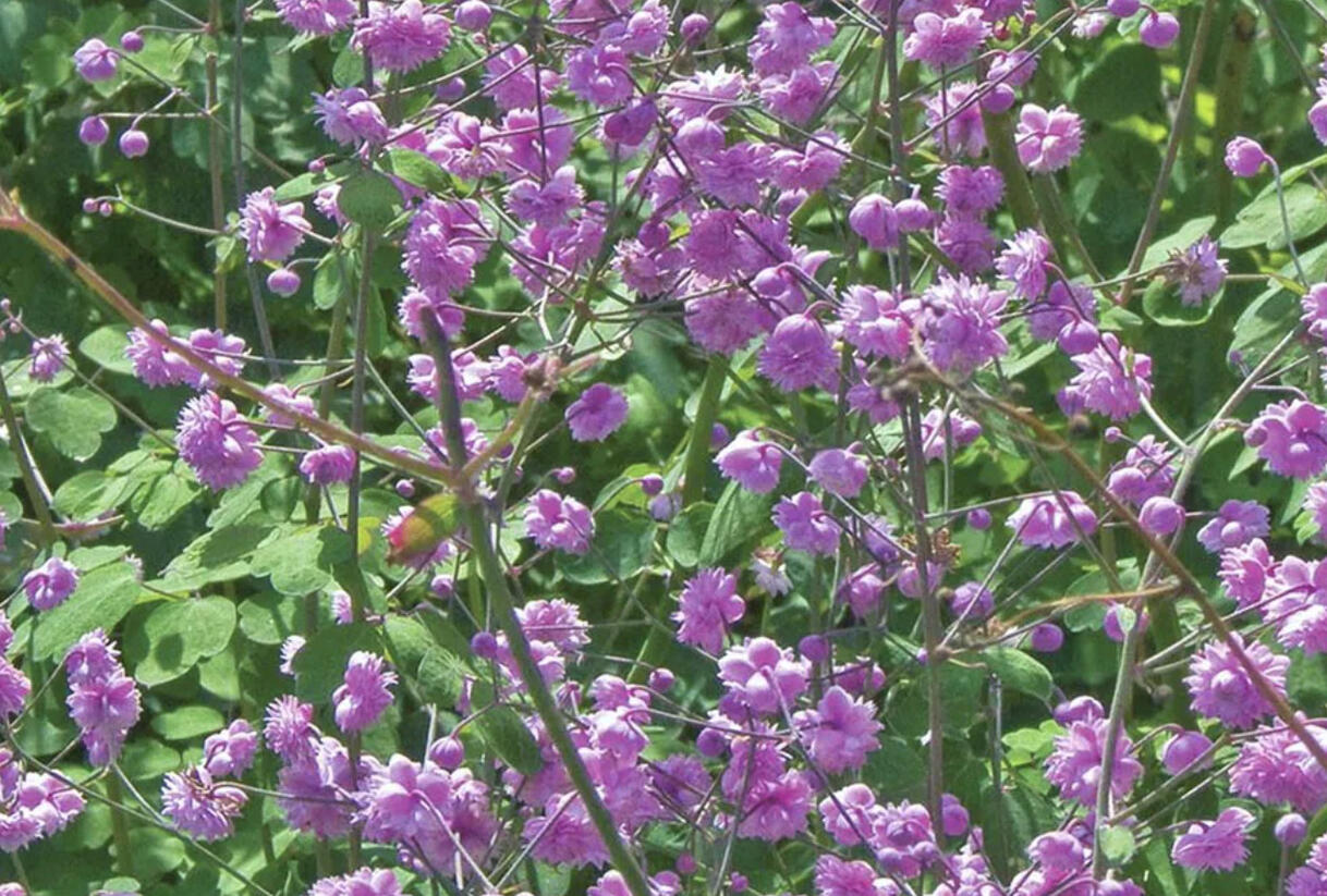 Žluťucha Delavayova 'Hewitt's Double' - Thalictrum delavayi 'Hewitt's Double'