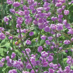 Žluťucha Delavayova 'Hewitt's Double' - Thalictrum delavayi 'Hewitt's Double'