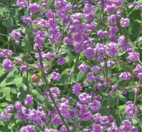 Žluťucha Delavayova 'Hewitt's Double' - Thalictrum delavayi 'Hewitt's Double'