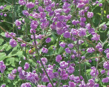 Žluťucha Delavayova 'Hewitt's Double'