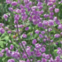 Thalictrum delavayi 'Hewitt's Double'.png