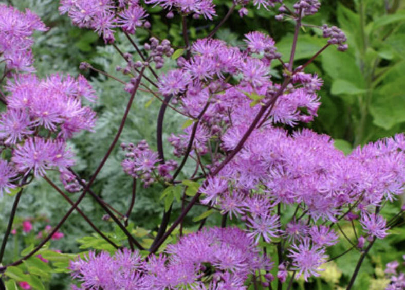 Žluťucha orlíčkolistá 'Black Stockings' - Thalictrum aquilegifolium 'Black Stockings'