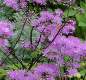 Žluťucha orlíčkolistá 'Black Stockings' - Thalictrum aquilegifolium 'Black Stockings'