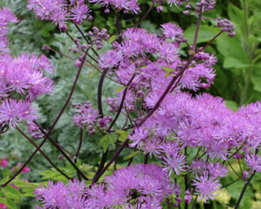 Žluťucha orlíčkolistá 'Black Stockings'