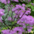 Thalictrum aquilegifolium 'Black Stockings'.png