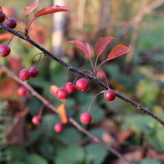 Jabloň okrasná Sieboldova 'Scarlett' - Malus toringo 'Scarlett'