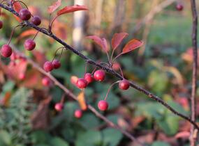 Jabloň okrasná Sieboldova 'Scarlett' - Malus toringo 'Scarlett'