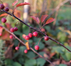 Jabloň okrasná Sieboldova 'Scarlett' - Malus toringo 'Scarlett'