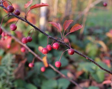 Jabloň okrasná Sieboldova 'Scarlett'