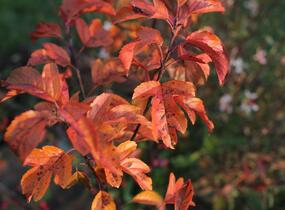 Jabloň okrasná Sieboldova 'Scarlett' - Malus toringo 'Scarlett'