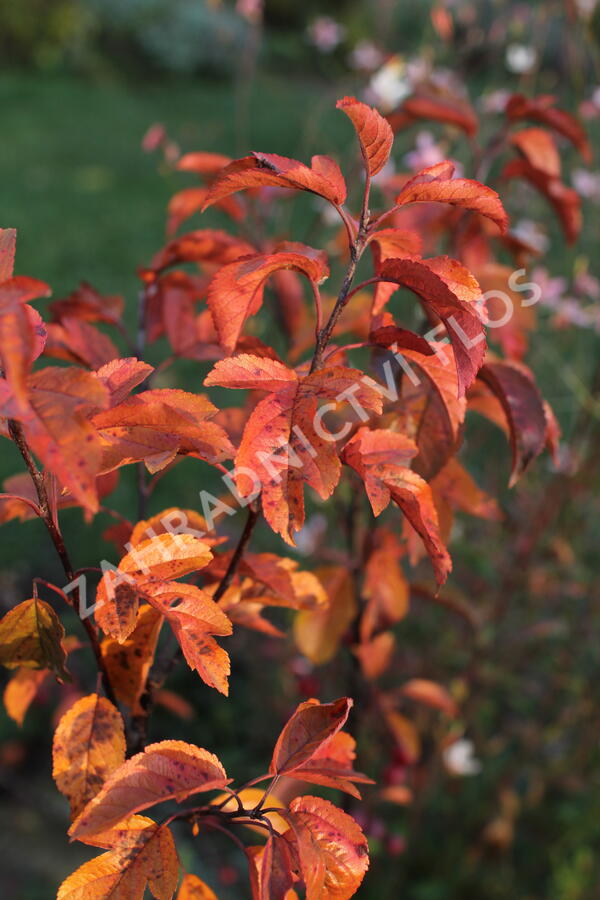 Jabloň okrasná Sieboldova 'Scarlett' - Malus toringo 'Scarlett'