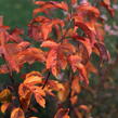 Jabloň okrasná Sieboldova 'Scarlett' - Malus toringo 'Scarlett'
