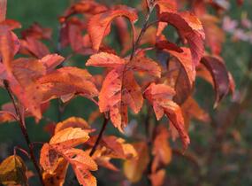 Jabloň okrasná Sieboldova 'Scarlett' - Malus toringo 'Scarlett'
