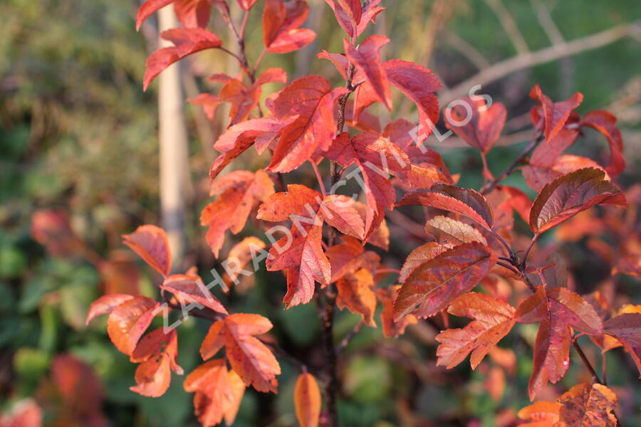 Jabloň okrasná Sieboldova 'Scarlett' - Malus toringo 'Scarlett'