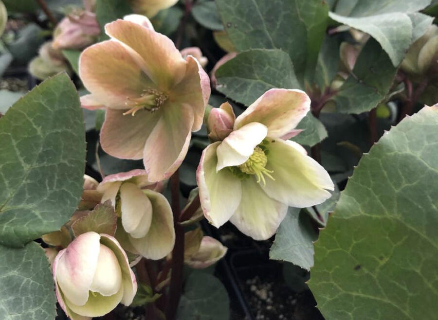 Čemeřice 'Ivory Prince' - Helleborus ericsmithii 'Ivory Prince'