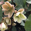 Čemeřice 'Ivory Prince' - Helleborus ericsmithii 'Ivory Prince'