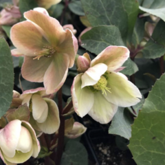 Čemeřice 'Ivory Prince' - Helleborus ericsmithii 'Ivory Prince'