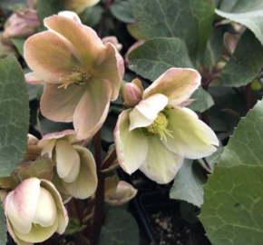 Čemeřice 'Ivory Prince' - Helleborus ericsmithii 'Ivory Prince'