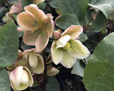 Čemeřice 'Ivory Prince'