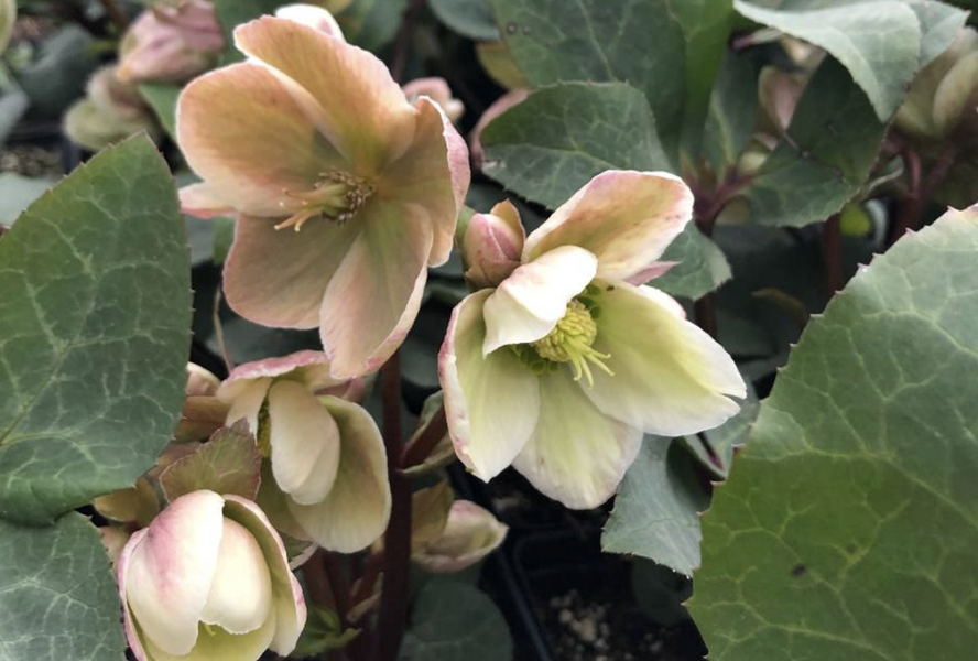 Čemeřice 'Ivory Prince' - Helleborus ericsmithii 'Ivory Prince'