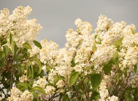 Šeřík obecný 'Primrose' - Syringa vulgaris 'Primrose'