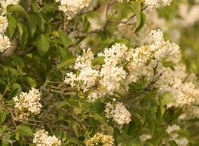 Šeřík obecný 'Primrose' - Syringa vulgaris 'Primrose'