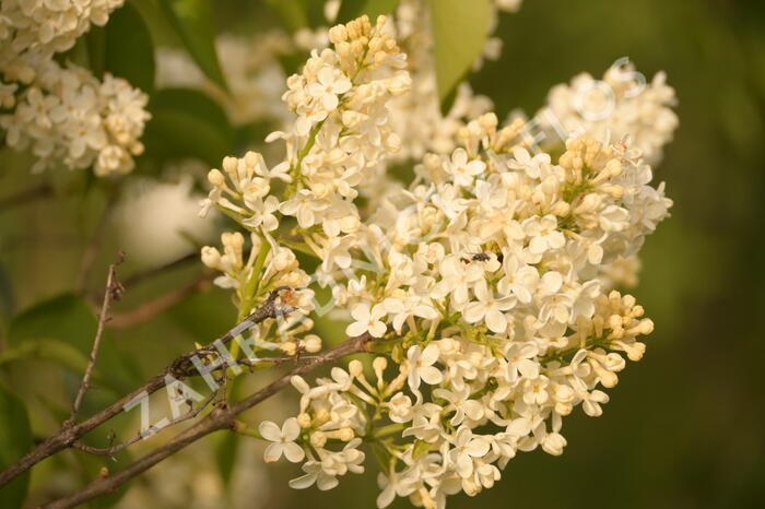 Šeřík obecný 'Primrose' - Syringa vulgaris 'Primrose'