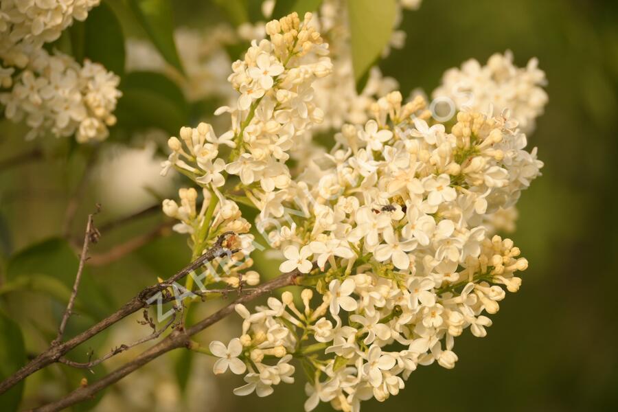 Šeřík obecný 'Primrose' - Syringa vulgaris 'Primrose'