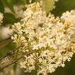 Šeřík obecný 'Primrose' - Syringa vulgaris 'Primrose'