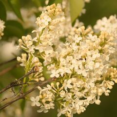 Šeřík obecný 'Primrose' - Syringa vulgaris 'Primrose'