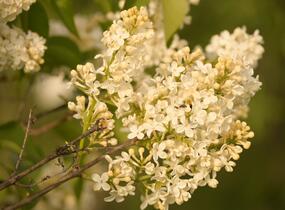 Šeřík obecný 'Primrose' - Syringa vulgaris 'Primrose'