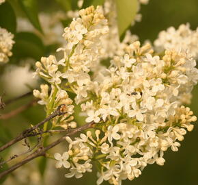 Šeřík obecný 'Primrose' - Syringa vulgaris 'Primrose'
