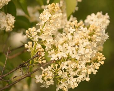 Šeřík obecný 'Primrose'