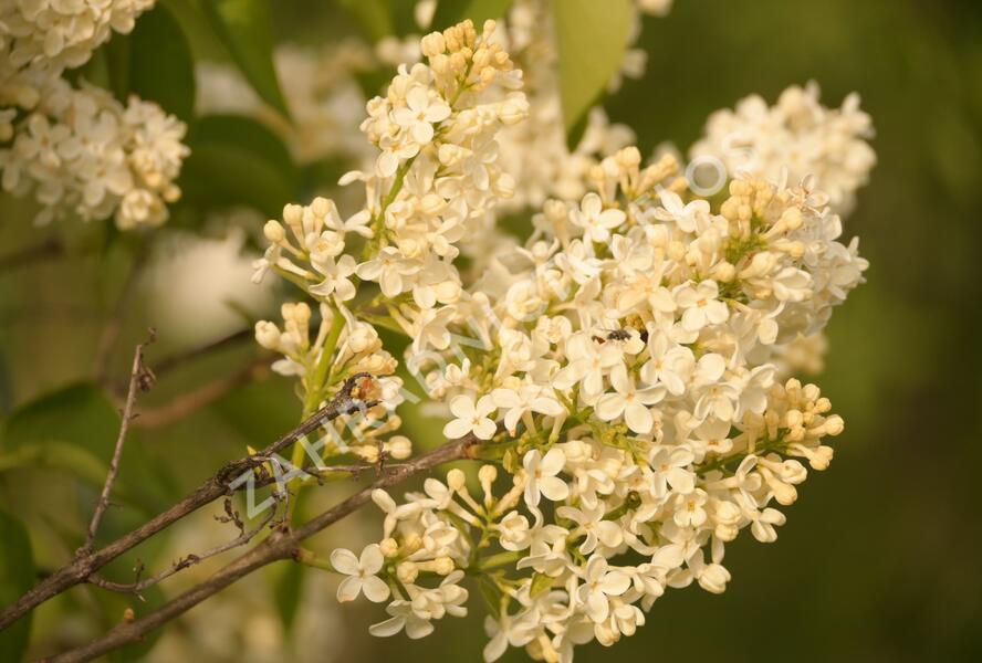 Šeřík obecný 'Primrose' - Syringa vulgaris 'Primrose'