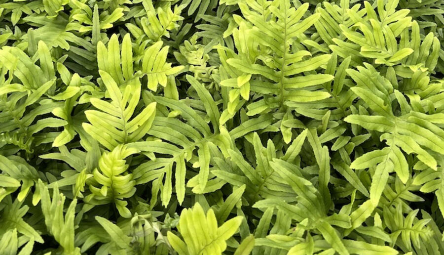 Osladič obecný 'Whitley Giant' - Polypodium vulgare 'Whitley Giant'