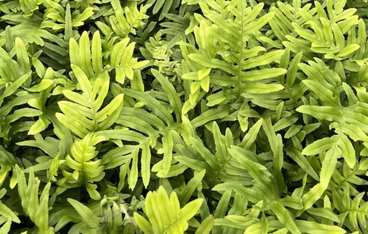 Osladič obecný 'Whitley Giant' - Polypodium vulgare 'Whitley Giant'