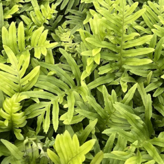 Osladič obecný 'Whitley Giant' - Polypodium vulgare 'Whitley Giant'