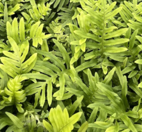 Osladič obecný 'Whitley Giant' - Polypodium vulgare 'Whitley Giant'