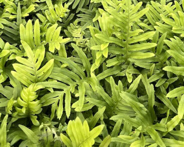 Osladič obecný 'Whitley Giant'