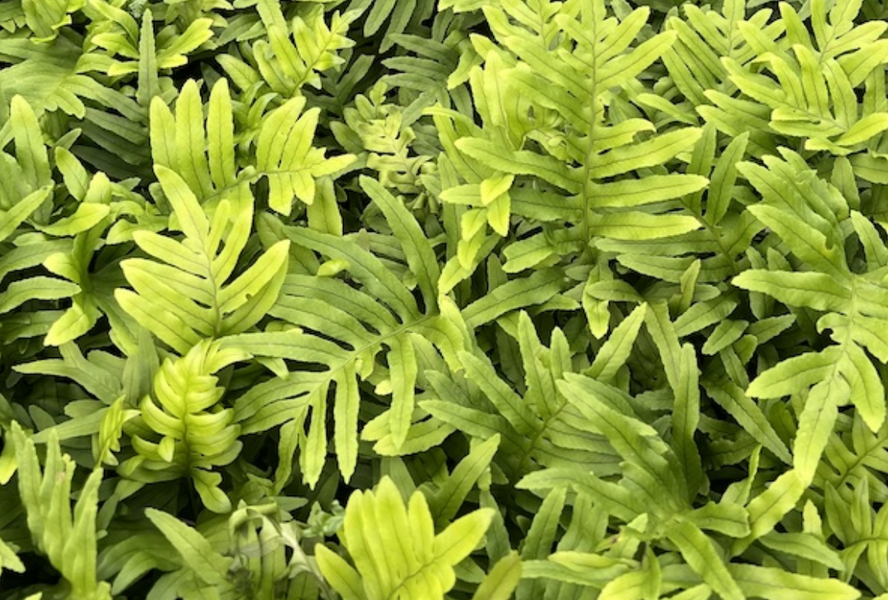 Osladič obecný 'Whitley Giant' - Polypodium vulgare 'Whitley Giant'