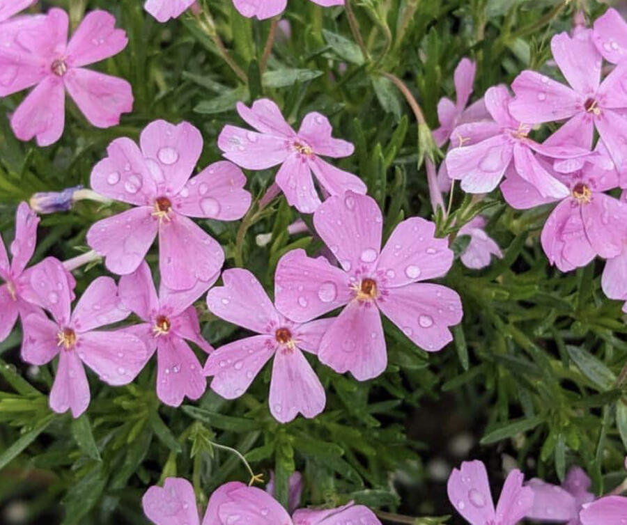 Plamenka šídlovitá 'Emerald Pink' - Phlox subulata 'Emerald Pink'
