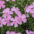 Plamenka šídlovitá 'Emerald Pink' - Phlox subulata 'Emerald Pink'